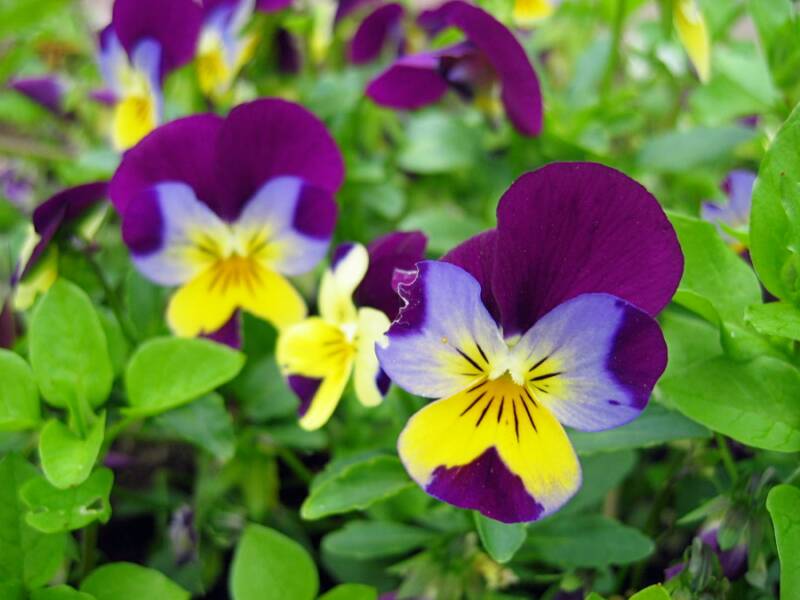 Purple And Yellow Flowers Names And Pictures - Seventh In Our Series On