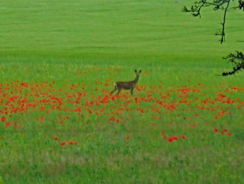Deer In Field
