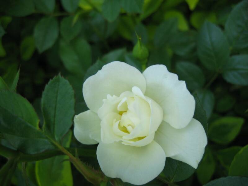 beautiful white rose flowers. eautiful white rose