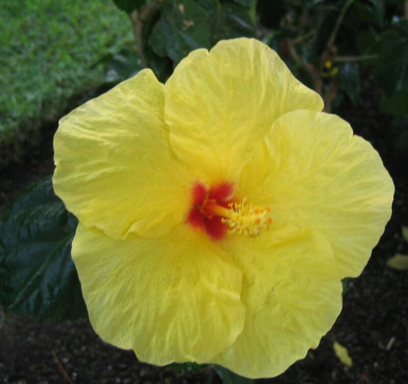 Hawaiian Yellow Flowers
